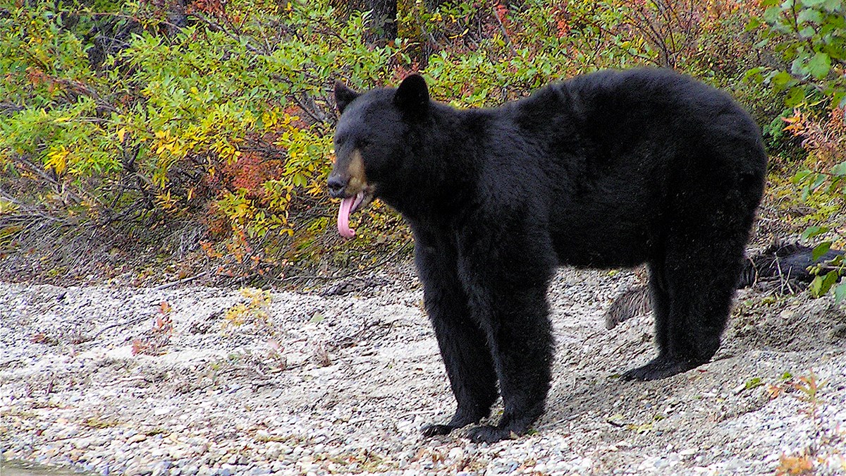 Black Bears Lake Clark National Park & Preserve (U.S. National Park Service)