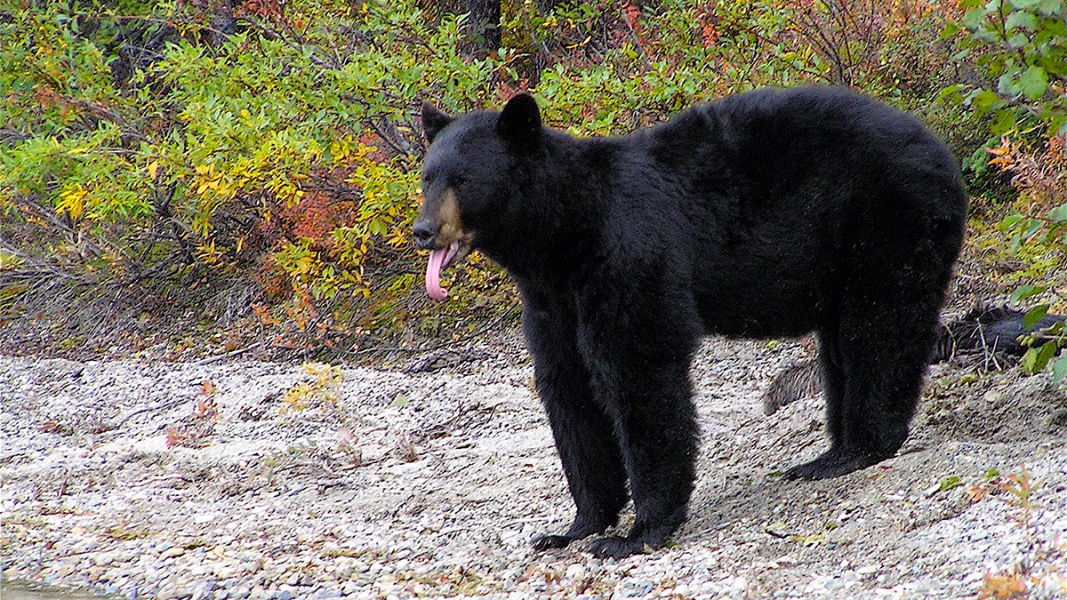 Photo of a black bear standing on a gravel beach yawning with its tongue extended.