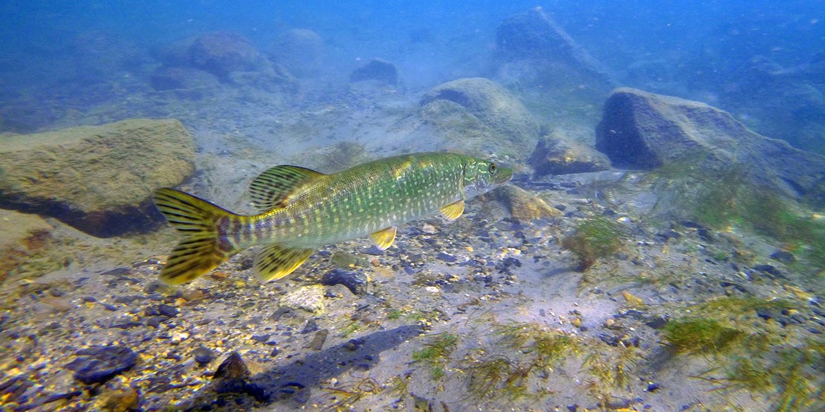 underwater photo of a long greenish fish swimming near a rocky lake bottom.