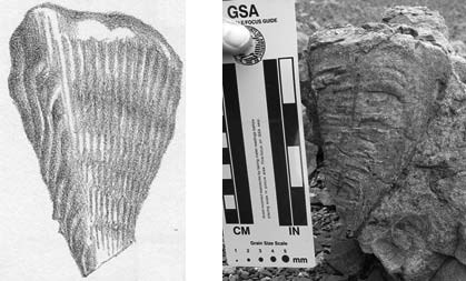 composite of a sketch of a bivalve and a person holding a ruler next to the same bivalve fossil in the side of a rock