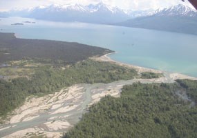 aerial view of a multi-channelled river flowing through spruce forest into a lake aerial view of a multi-channelled river flowing through spruce forest into a lake