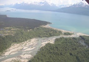 aerial view of a multi-channelled river flowing through spruce forest into a lake