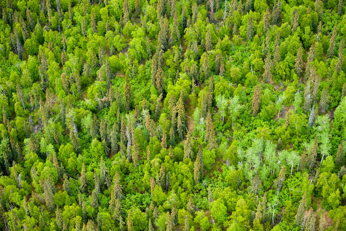 An aerial view of an evergreen forest An aerial view of an evergreen forest