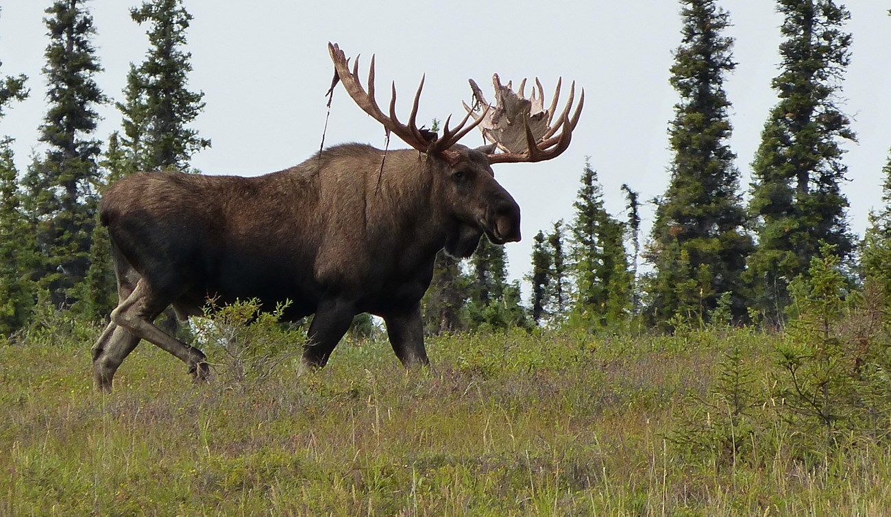 A bull moose in front of spruce trees