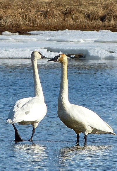 Two trumpeter swans on a lake with an icy shoreline