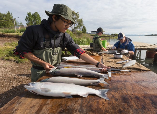 Monitoring Sockeye Salmon - Lake Clark National Park & Preserve (U.S.  National Park Service)