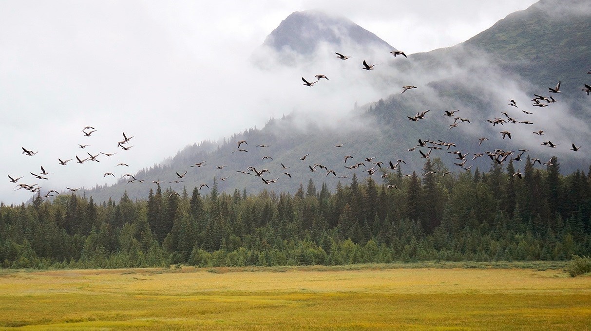 A flock of White Fronted Geese flying with mountains in the background.