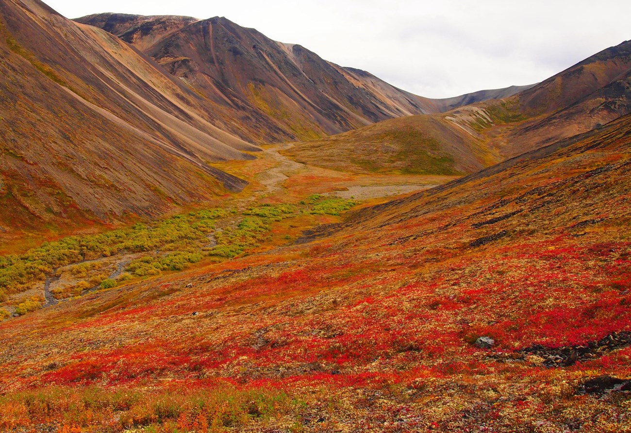A creek bed between orange and red tundra slopes