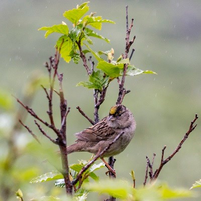 A Golden Crowned Sparrow perched on an alder bush.