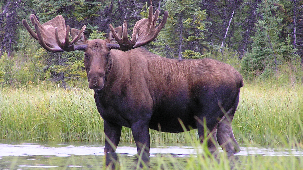 Moose - Lake Clark National Park & Preserve (U.S. National Park Service)