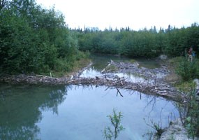 a pond surrounded by trees, with a beaver dam across it