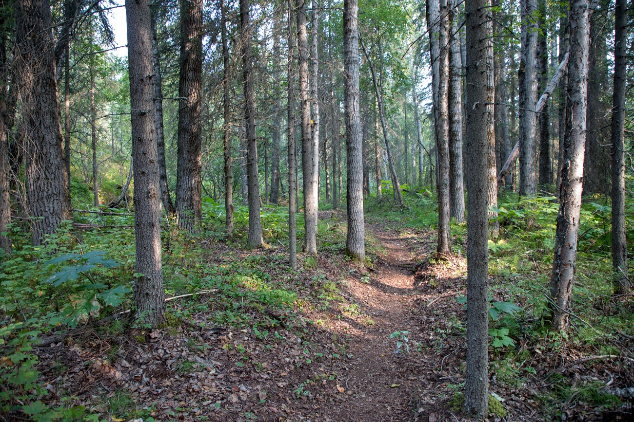 Portage Creek Trail through the woods a trail going through a wooded area