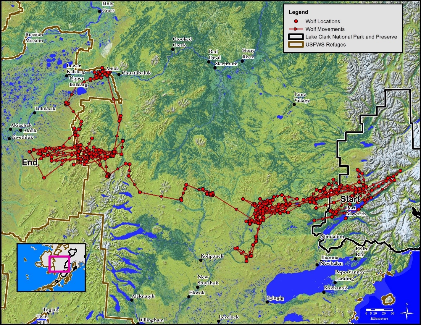 Wolf Travel Map A map showing various wolf locations in Southwest Alaska