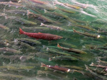 dozens of salmon swimming in shallow water