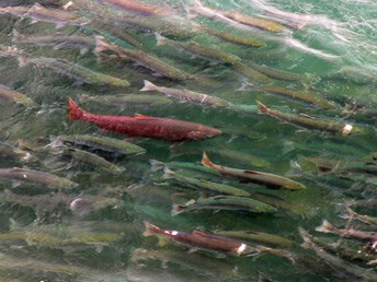 dozens of salmon swimming in shallow water dozens of salmon swimming in shallow water