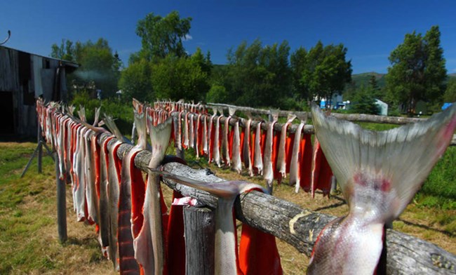 many filleted salmon hanging from wooden racks outside