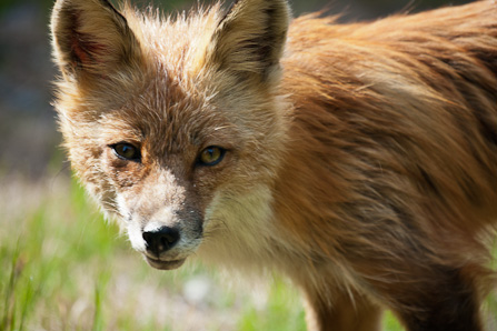 red fox