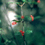 Alaska highbush cranberries.