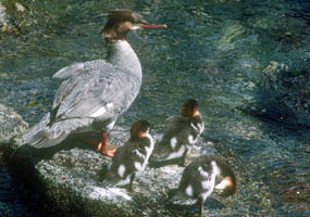 Merganser mothers don't feed their chicks. Chicks leave the nest the day after hatching and dive for their own food.