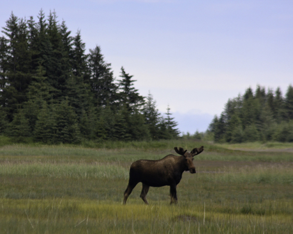 Moose-NatureScience_Jalone