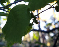 Alder bark is an astringent and was used in a number of traditional medicines.