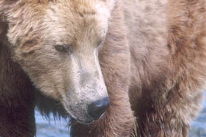 A very large grizzly bear can weigh up to 1,400 pounds.