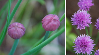 Wild chives are also found across Canada and the northern U.S.