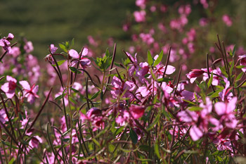 Dwarf fireweed is also sometimes called "river beauty" as it is often found along river bars.