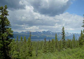 Black spruce dominate many of the forest areas in the park and preserve.