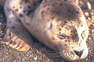 Harbor seals haul out onto beaches to rest.