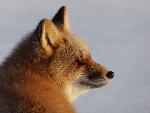 Red Fox in Winter