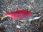 Spawned out Sockeye