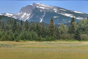 bear viewing at Silver Salmon Creek