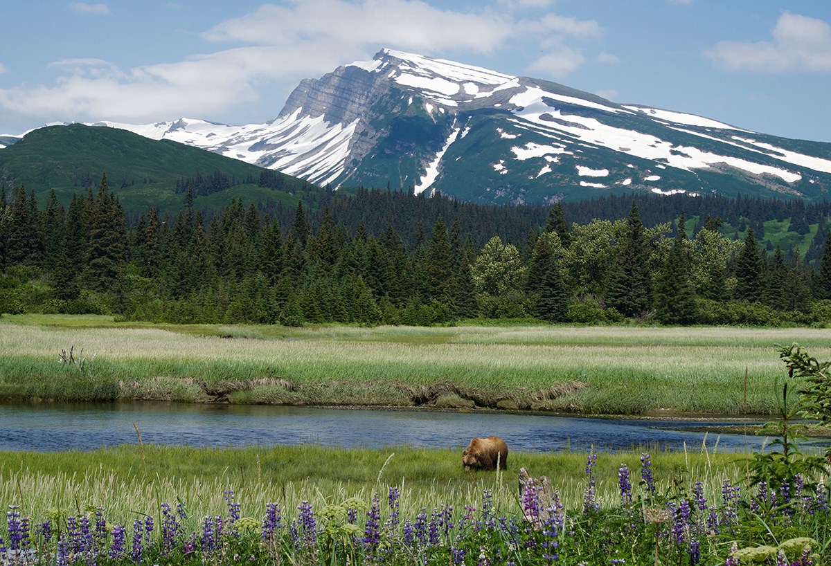 photo of a brown bear grazing in sedges near a stream with purple lupine blooming in the foreground and a forested mountain in the distance.