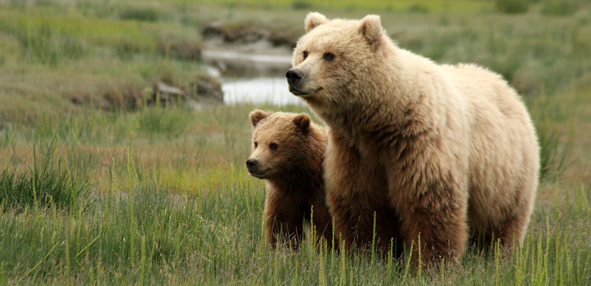 Mama bear with cub - National Park & Preserve - Alaska