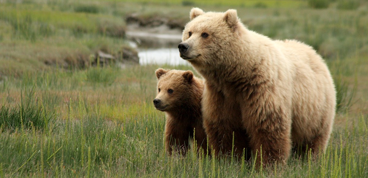 Photo of a brown bear sow with yearling cub standing in a green meadow.