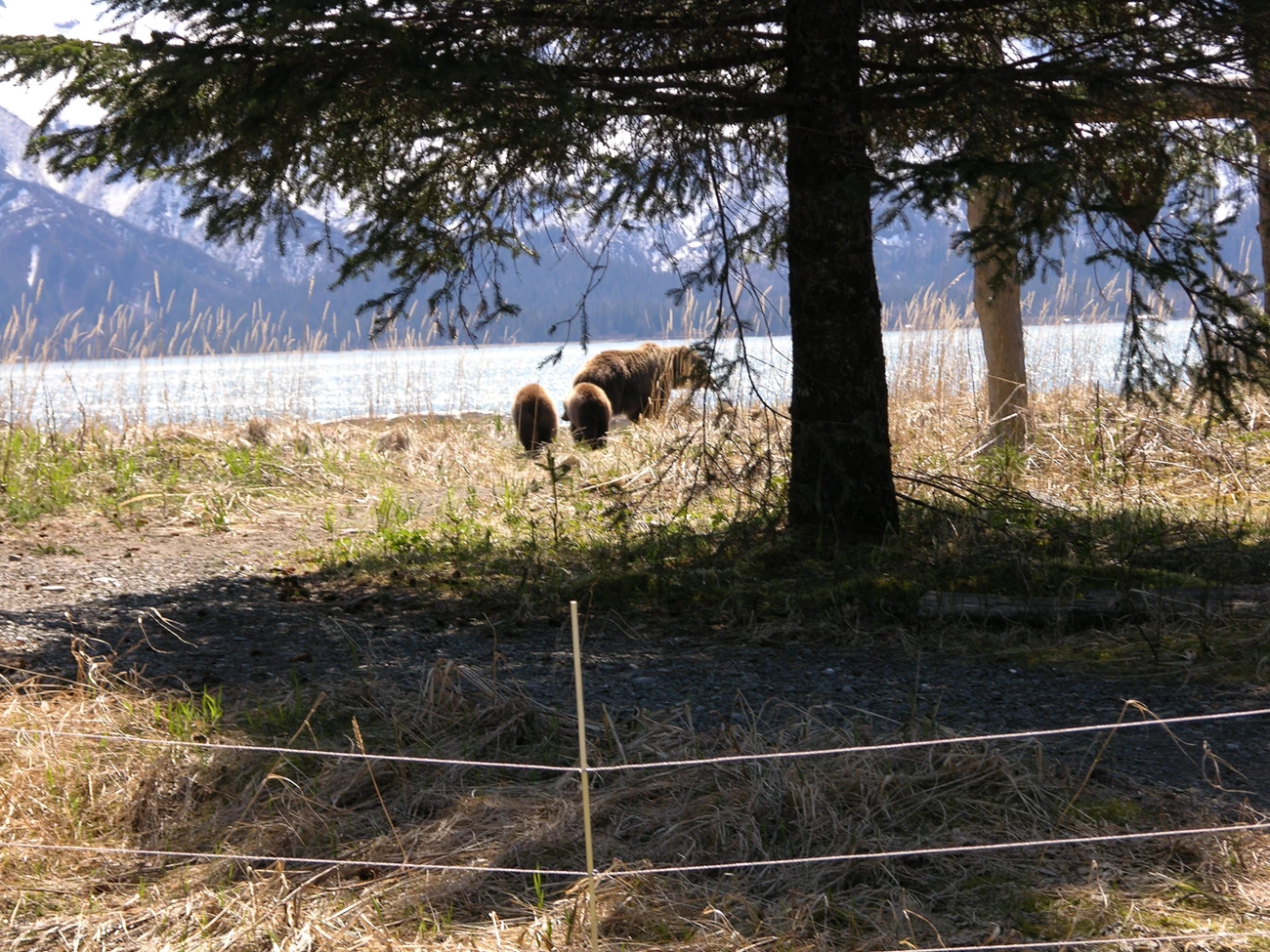 Sow and two cubs by bear fence at Chinitna Bay A sow and two cubs walk out to the beach from an electric fence.