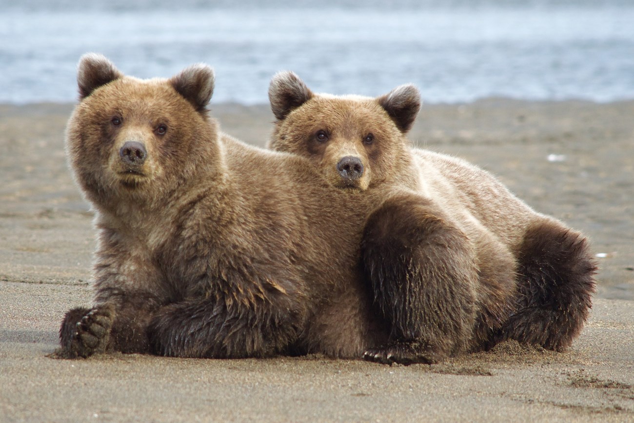 Two yearling cubs resting on the beach leaning against eachother
