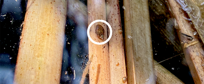 Small galba snail sitting on reeds floating in the water.