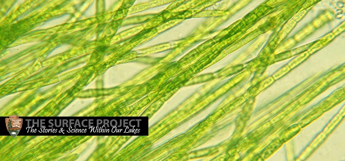 algae lake mead national