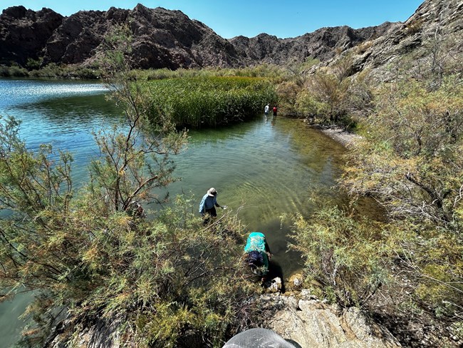 A photo of cattails around NV Telephone Cove and people collecting samples of snails from the water.