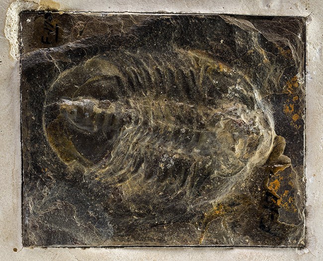 Fragmented segments of a trilobite