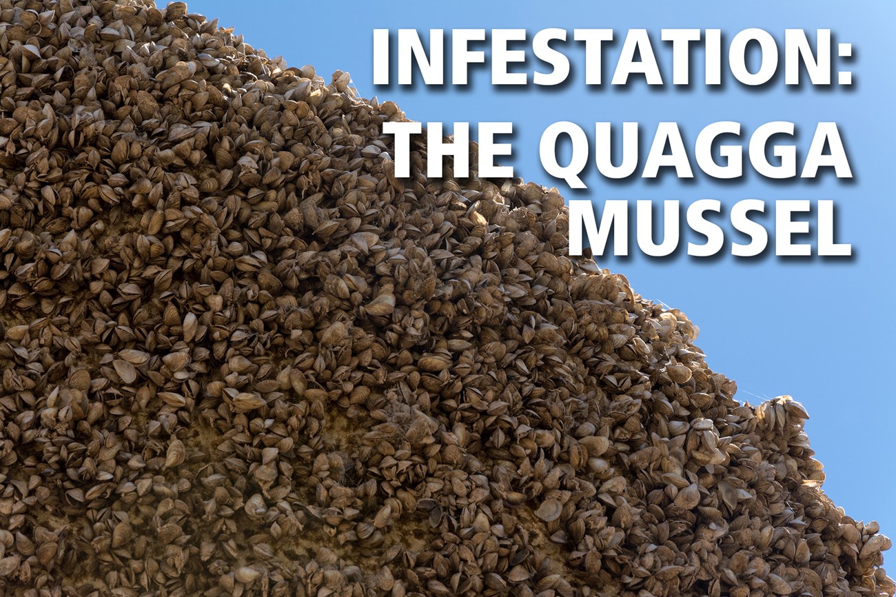 Header-Image-Quagga-Mussel