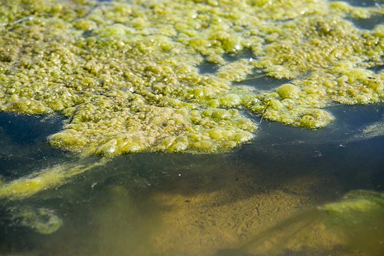 An algal bloom sits near shore.