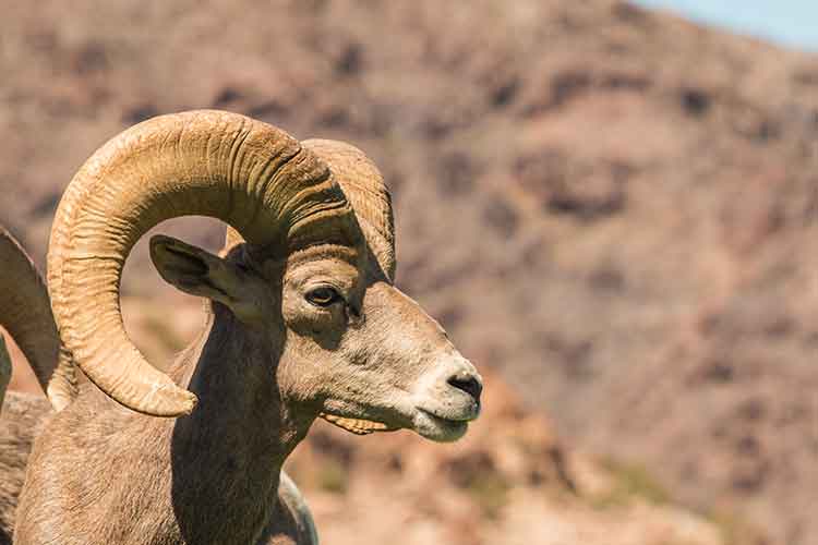 A Bighorn Sheep