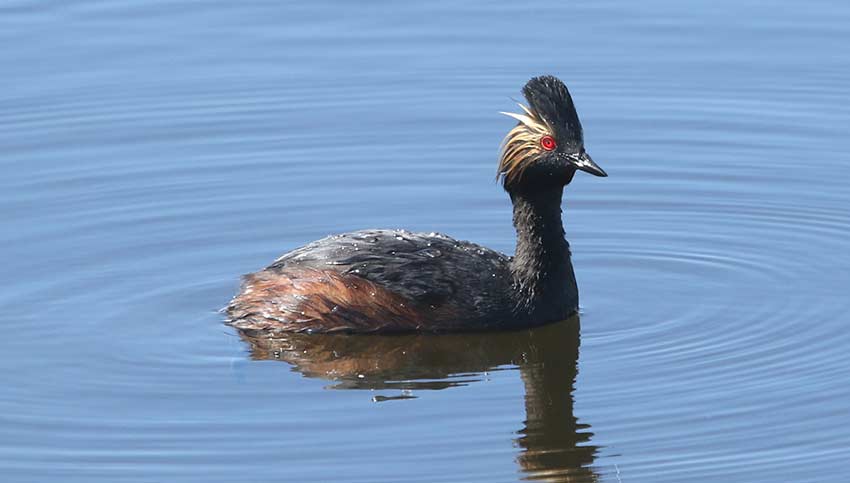 Eared Grebe