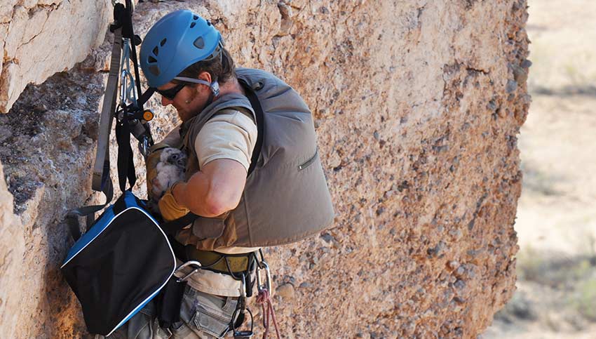 Looking for nests Scaling a cliff to reach a peregrine falcon nest