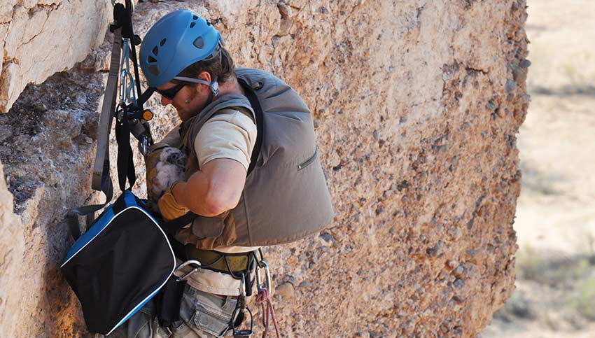 Scaling a cliff to reach a peregrine falcon nest