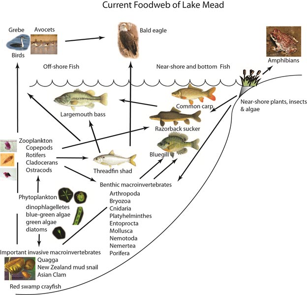 Lake Mead Food Web