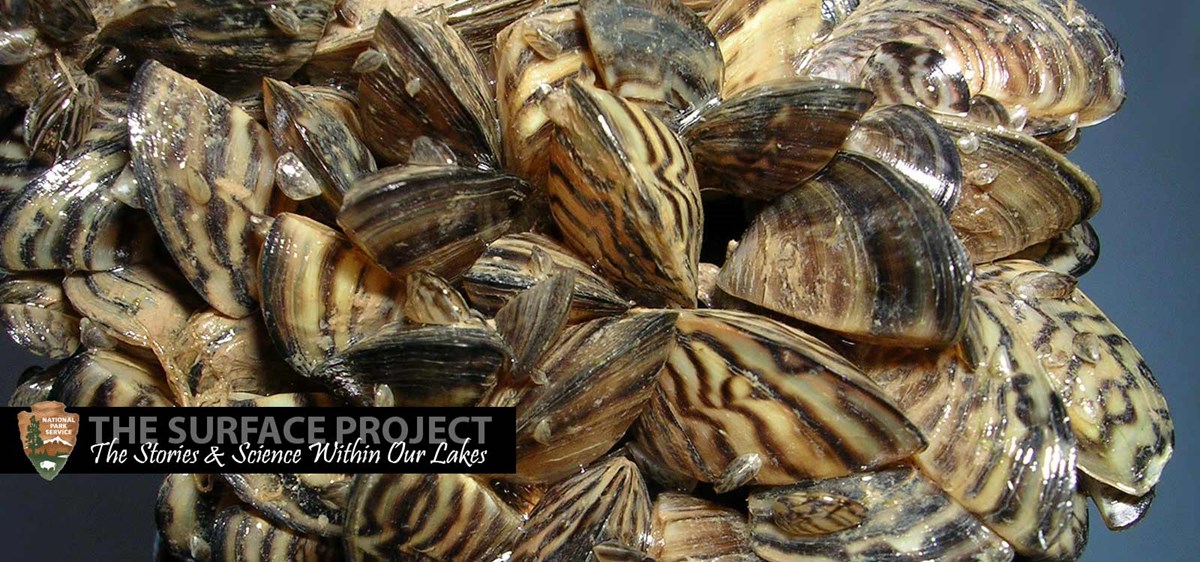 The invasion of the quagga mussels